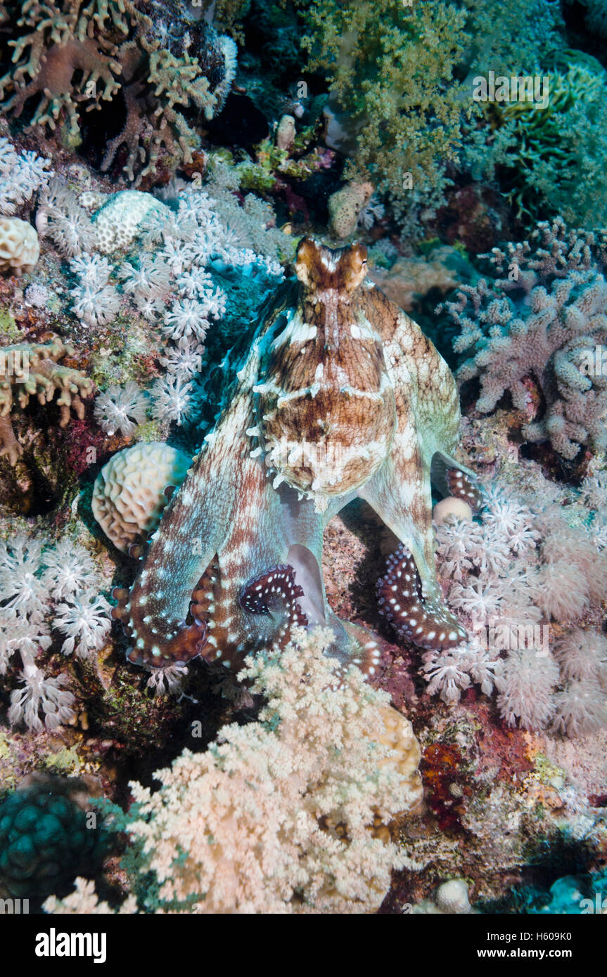 Jour poulpe (Octopus cyanea). Mer Rouge, Egypte. Banque D'Images