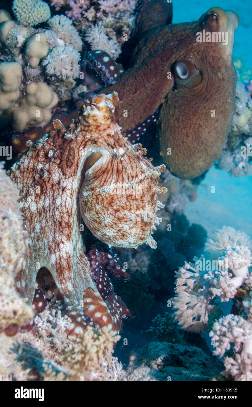 Jour poulpe (Octopus cyanea) l'accouplement. Homme en premier plan. Mer Rouge, Egypte. Banque D'Images