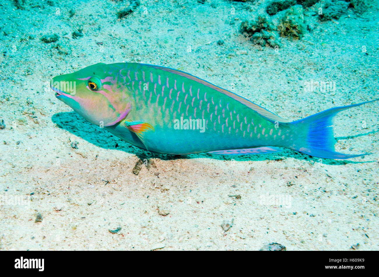 Le perroquet (Hipposcarus harid). L'Egypte, Mer Rouge. Gamme Océan Indien et Mer Rouge. Banque D'Images