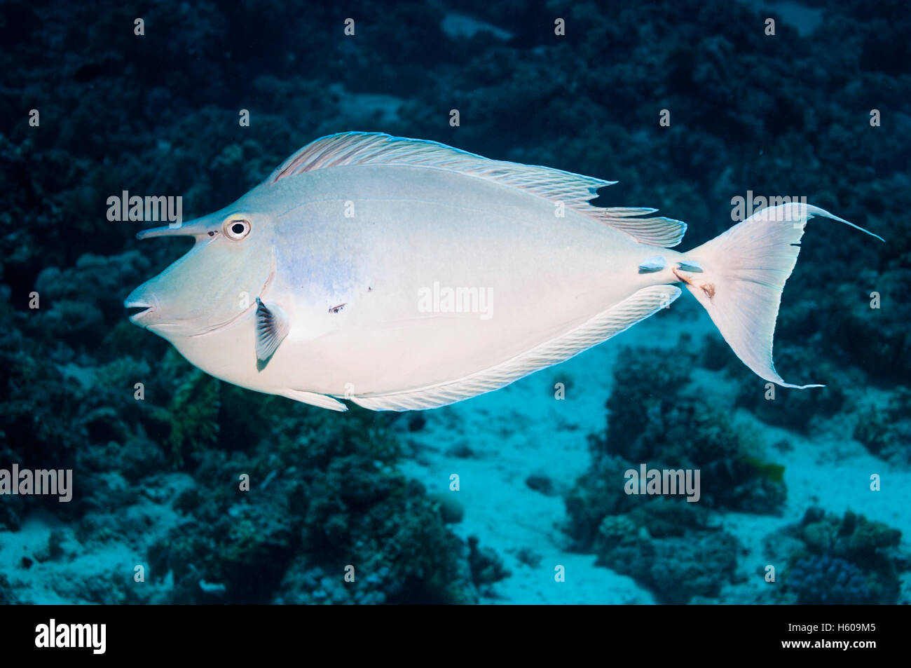 [Naso unicornis Bluespine dupliquer]. L'Egypte, Mer Rouge. Banque D'Images