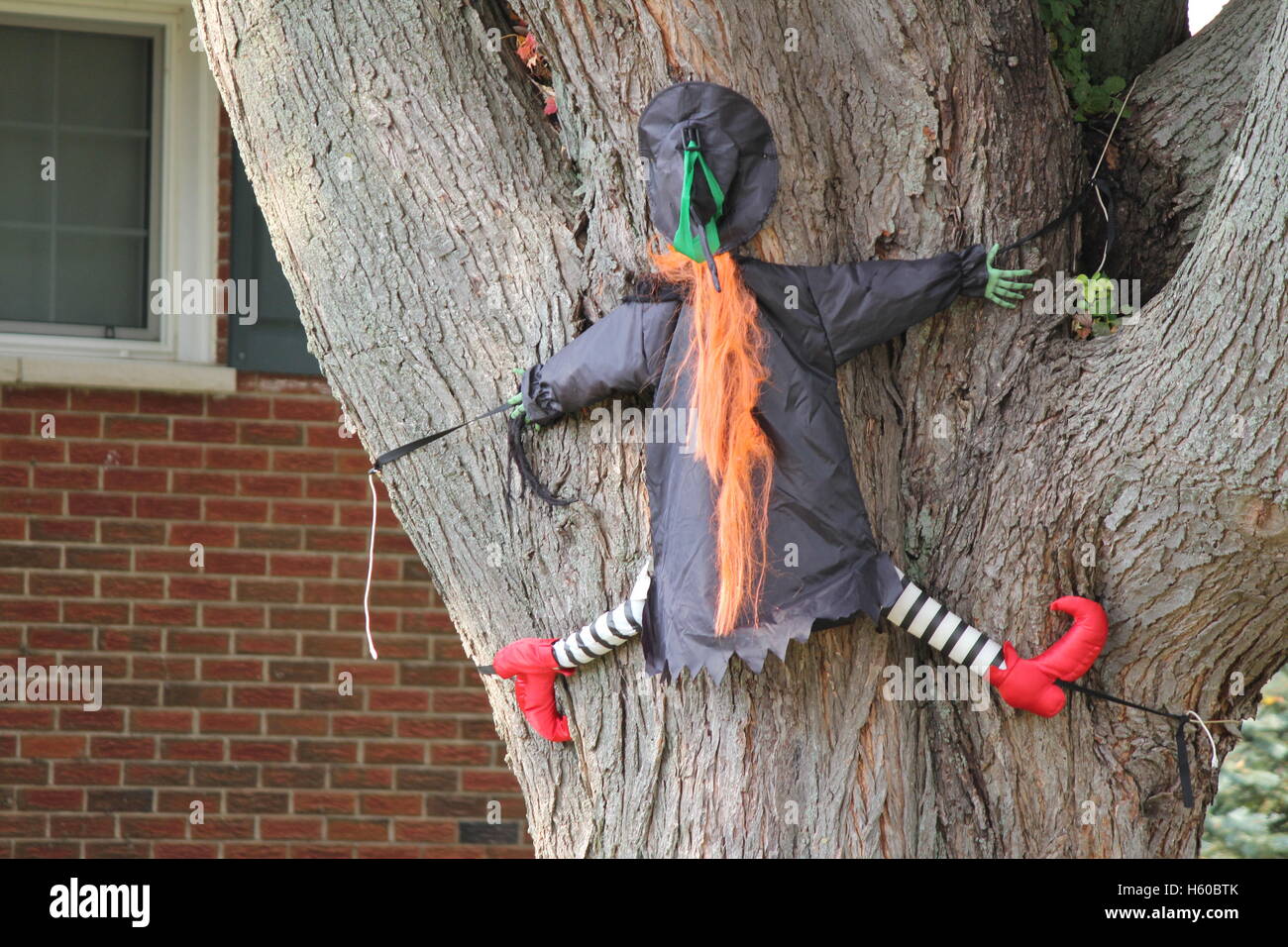 Halloween sorcière ornementales représentant voler dans un arbre. Banque D'Images