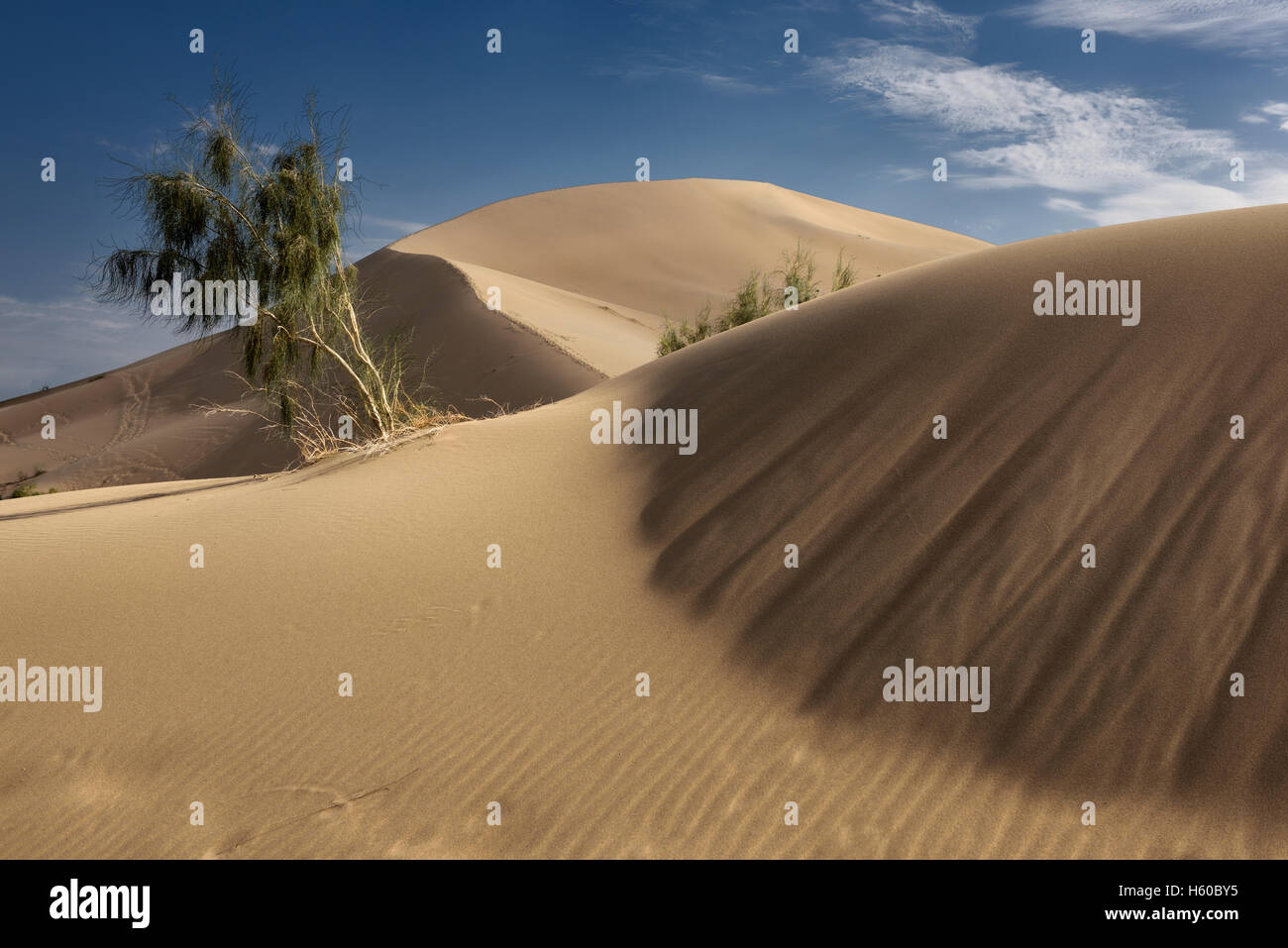 Saxual noir arbres et dunes barchan dune de sable de chanter Altyn Emel Kazakhstan Parc National Banque D'Images