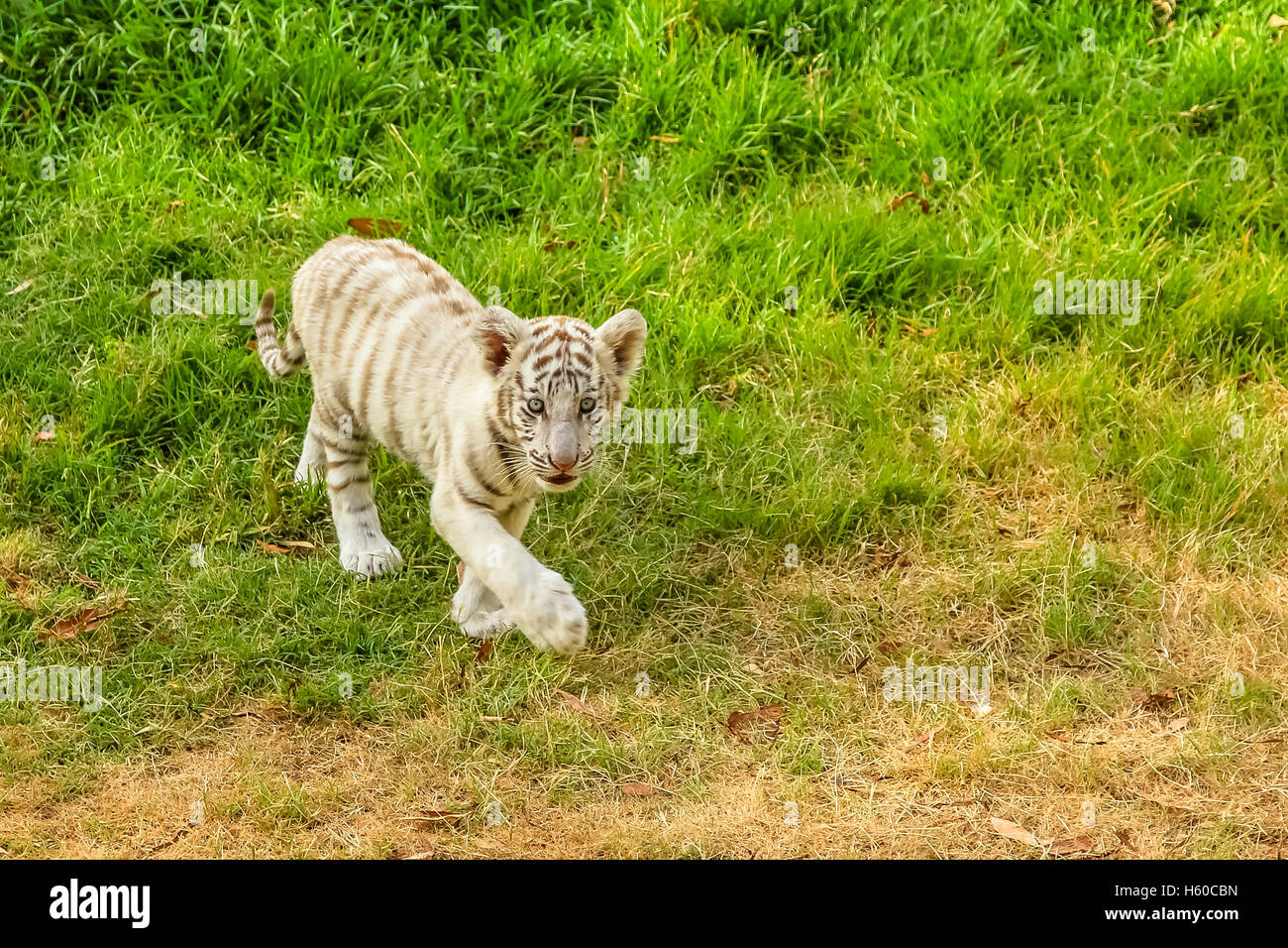 Bebe Tigre Blanc Photo Stock Alamy