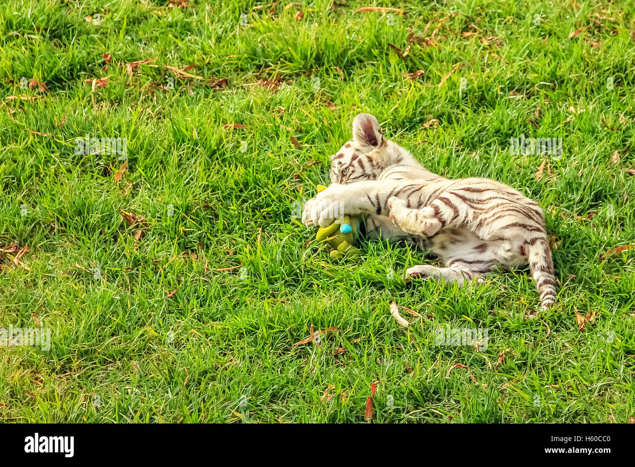 Cango Wildlife Ranch Banque D'Images