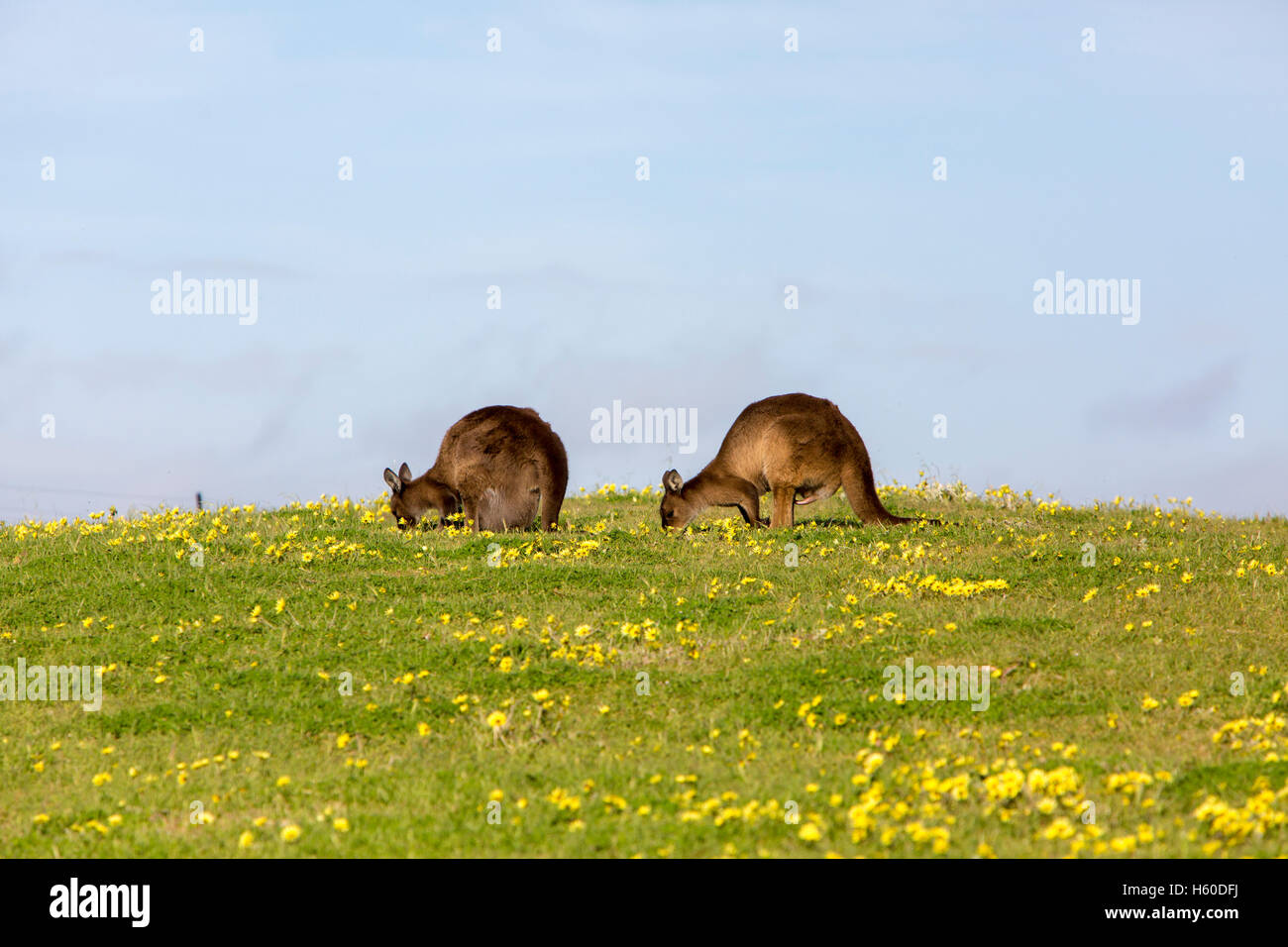 Paire de kangourous gris sur Kangaroo Island, Australie du Sud Banque D'Images