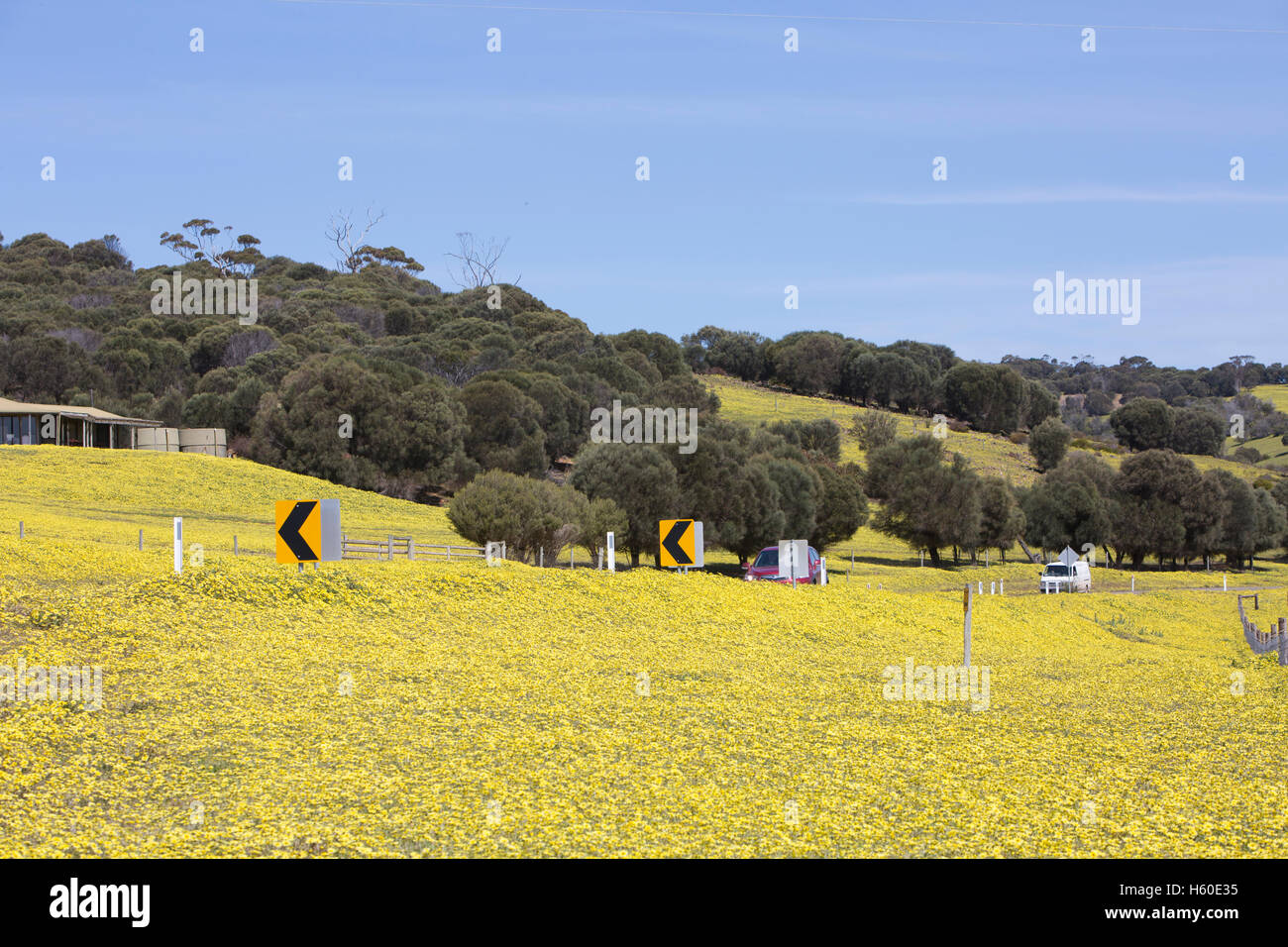 Campagne sur Kangaroo Island près de Stokes Bay au printemps avec marguerites jaunes dans les champs, dans le sud de l'Australie Banque D'Images