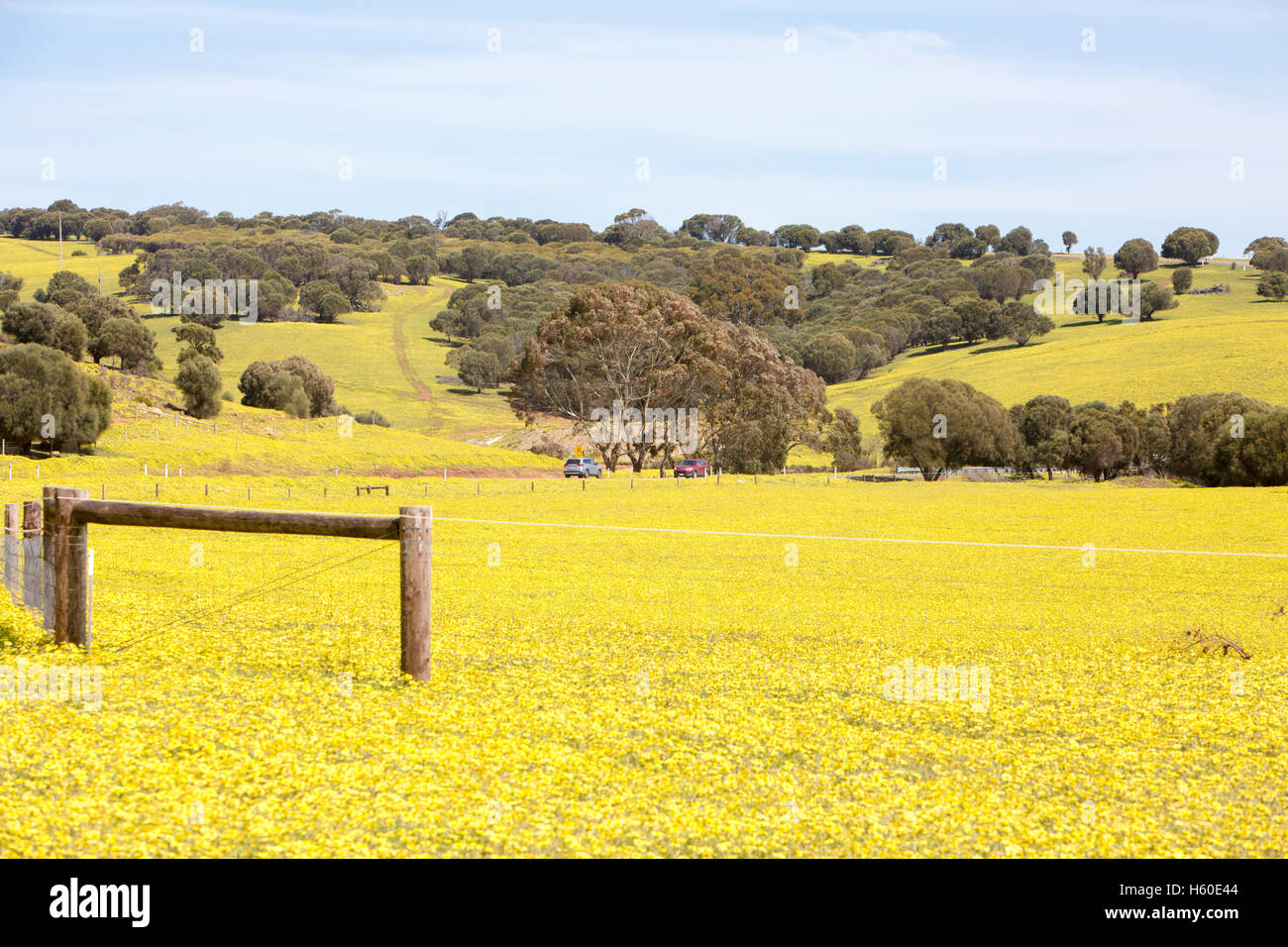Campagne sur Kangaroo Island près de Stokes Bay au printemps avec marguerites jaunes dans les champs, dans le sud de l'Australie Banque D'Images