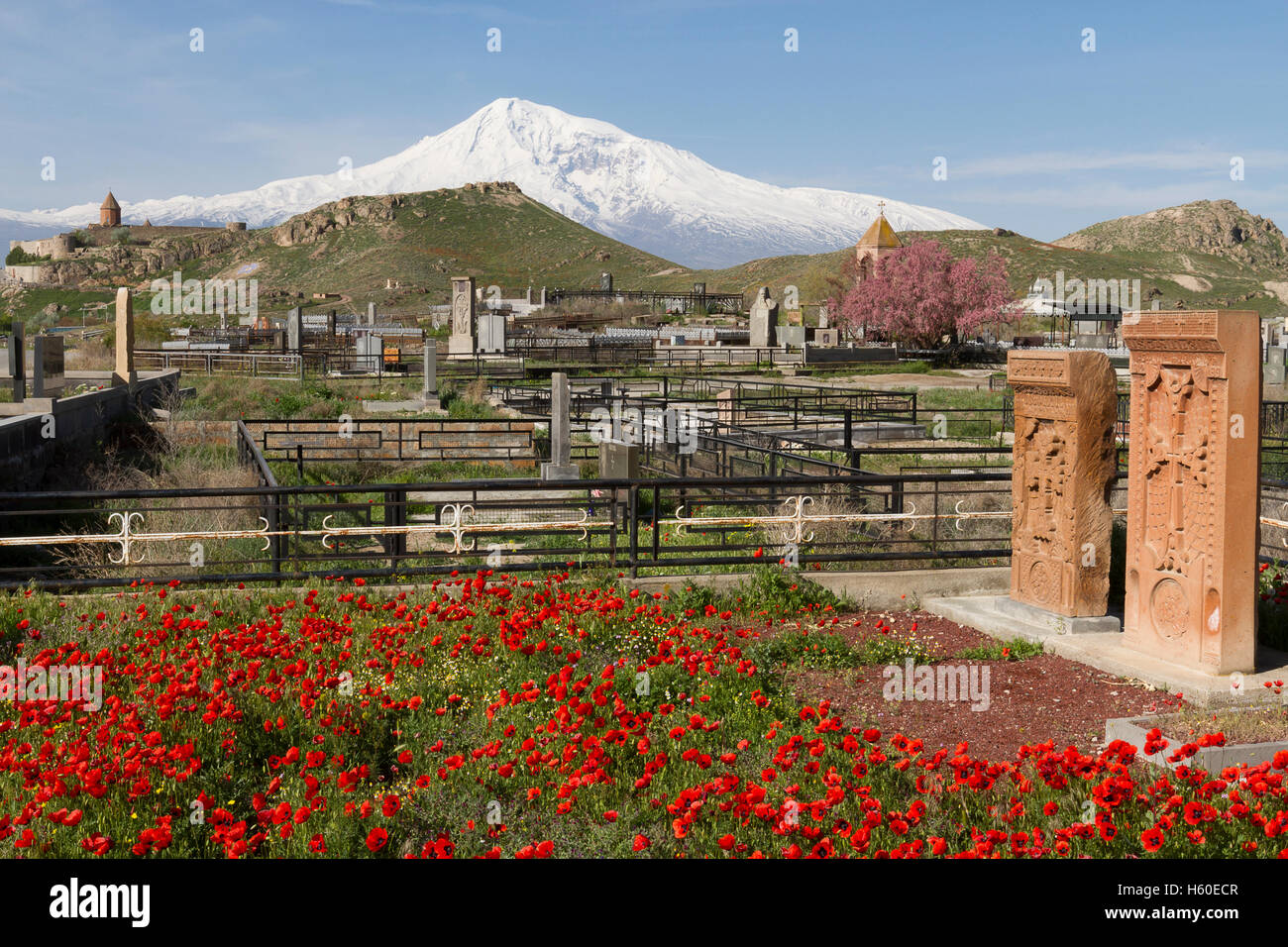 Le monastère de Khor Virap, Le Mont Ararat, pierres tombales khatchkar coquelicots rouges et en Arménie. Banque D'Images