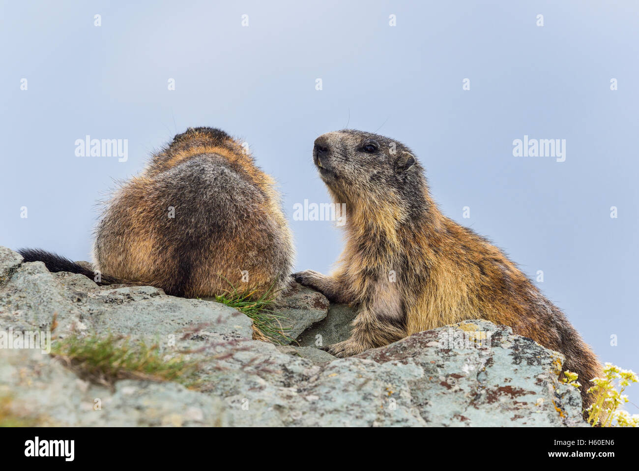 Marmotte Banque D'Images