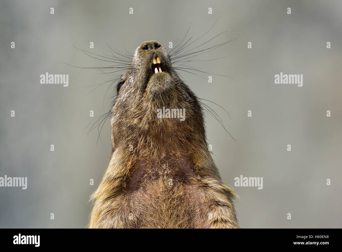 Marmotte alpine dans Grossglockner Banque D'Images