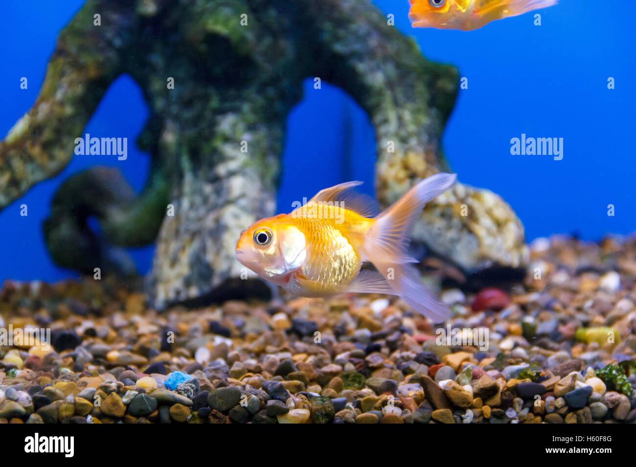 Petit poisson jaune de la photo en gros piscine près du bas Banque D'Images