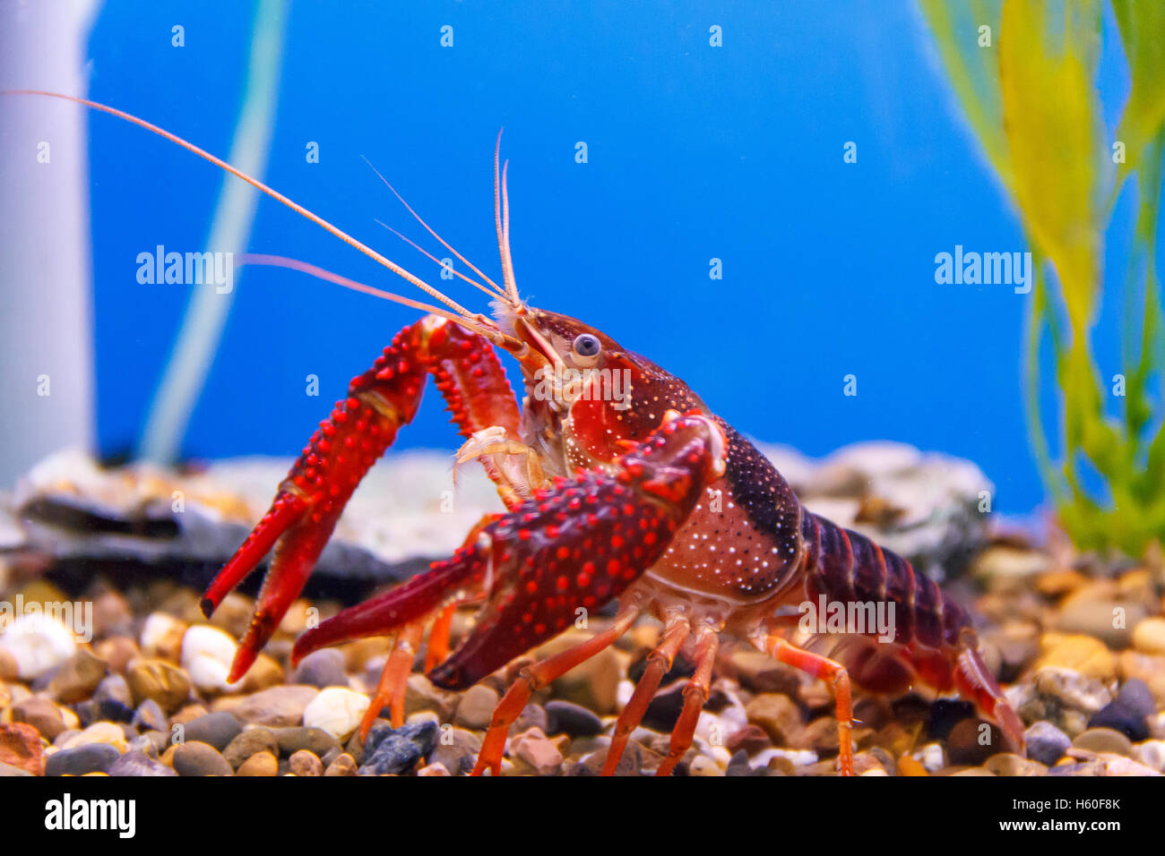 Photo de crabe rouge avec de grandes griffes Banque D'Images