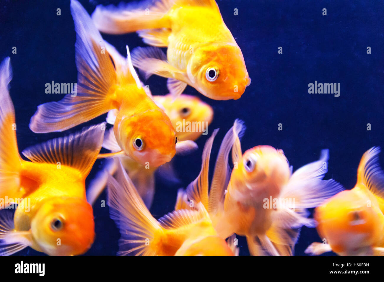 Photo de nage des poissons perroquet orange dans l'aquarium Banque D'Images