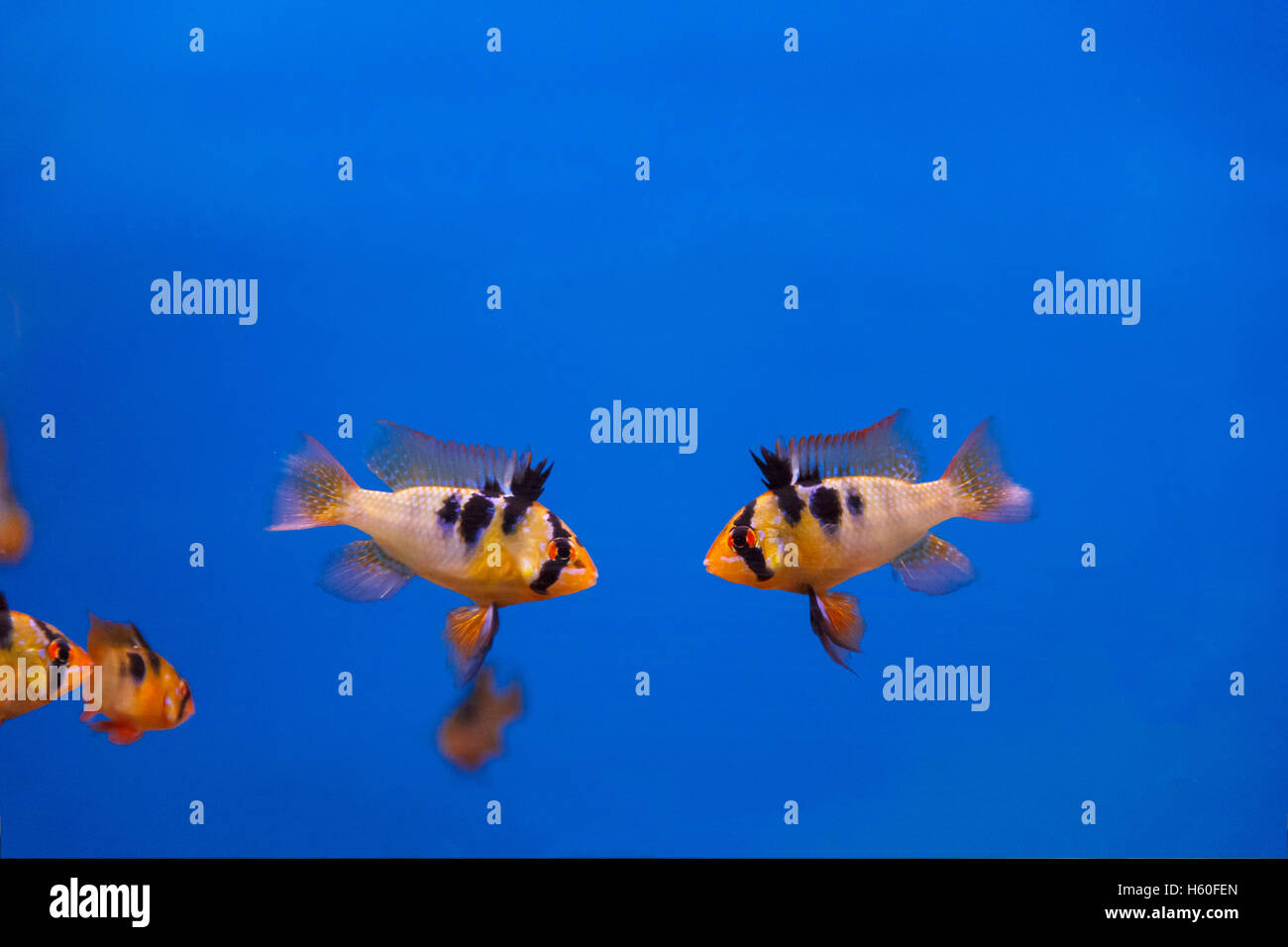 Deux poissons combattants avec rayures noires natation dans l'aquarium Banque D'Images