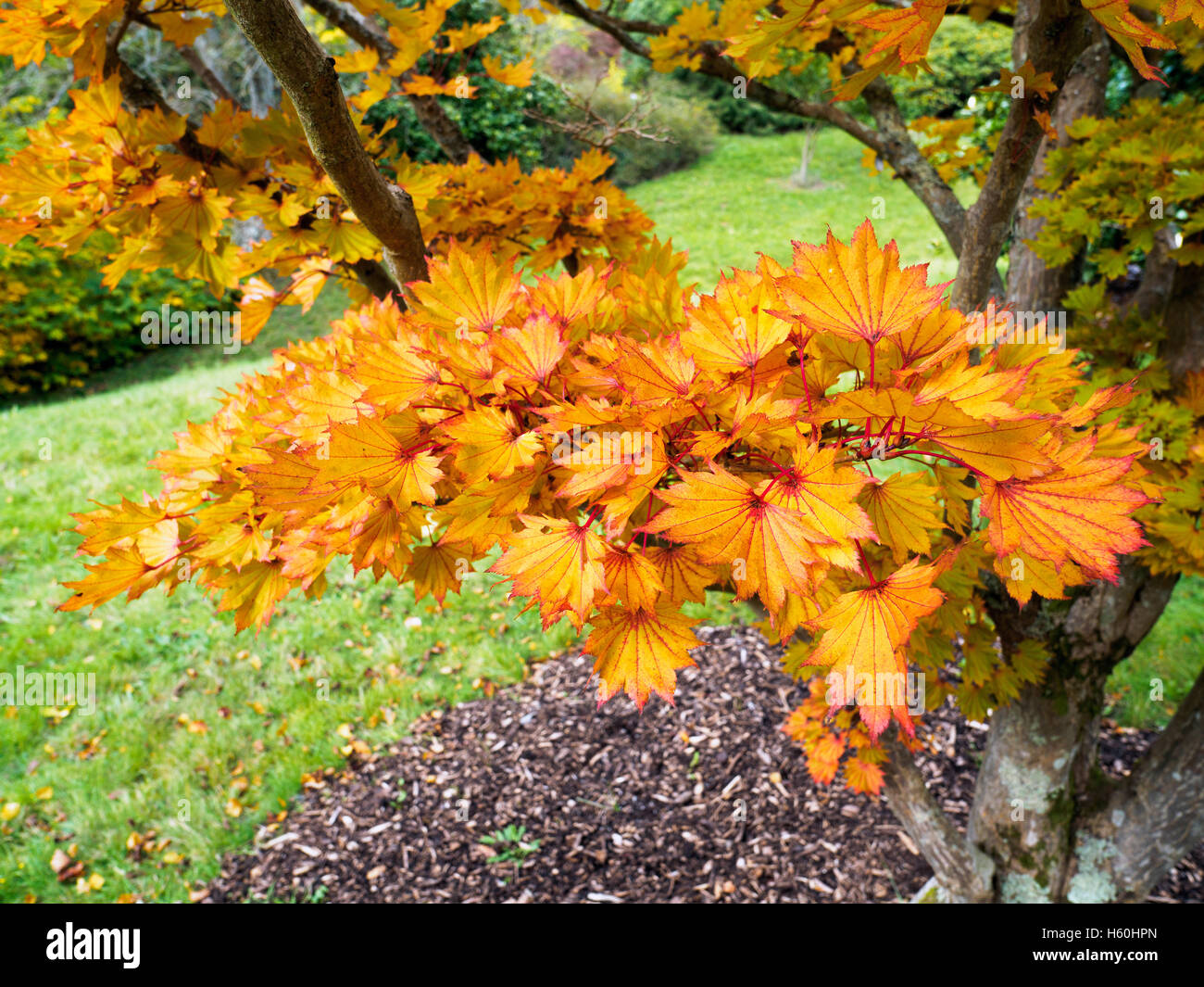 Acer shirasawanum Aureum cv en couleurs d'automne Banque D'Images