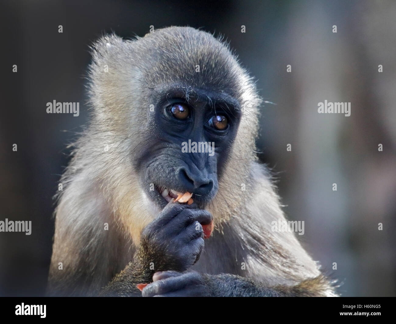 Foret pour mineurs (mandrillus leucophaeus) Banque D'Images