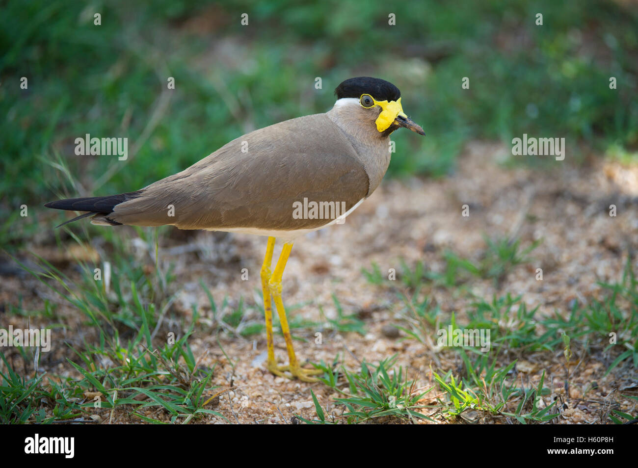 Yellow-réorganisation, sociable Vanellus malabaricus, parc national de Yala, au Sri Lanka Banque D'Images