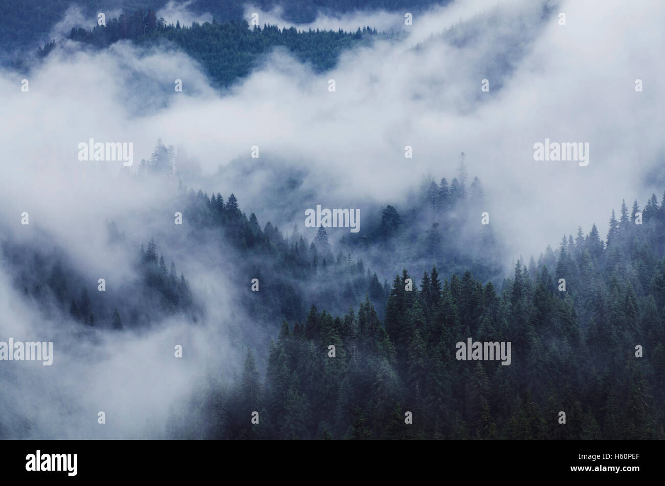 Misty Mountain paysage avec pinède Banque D'Images