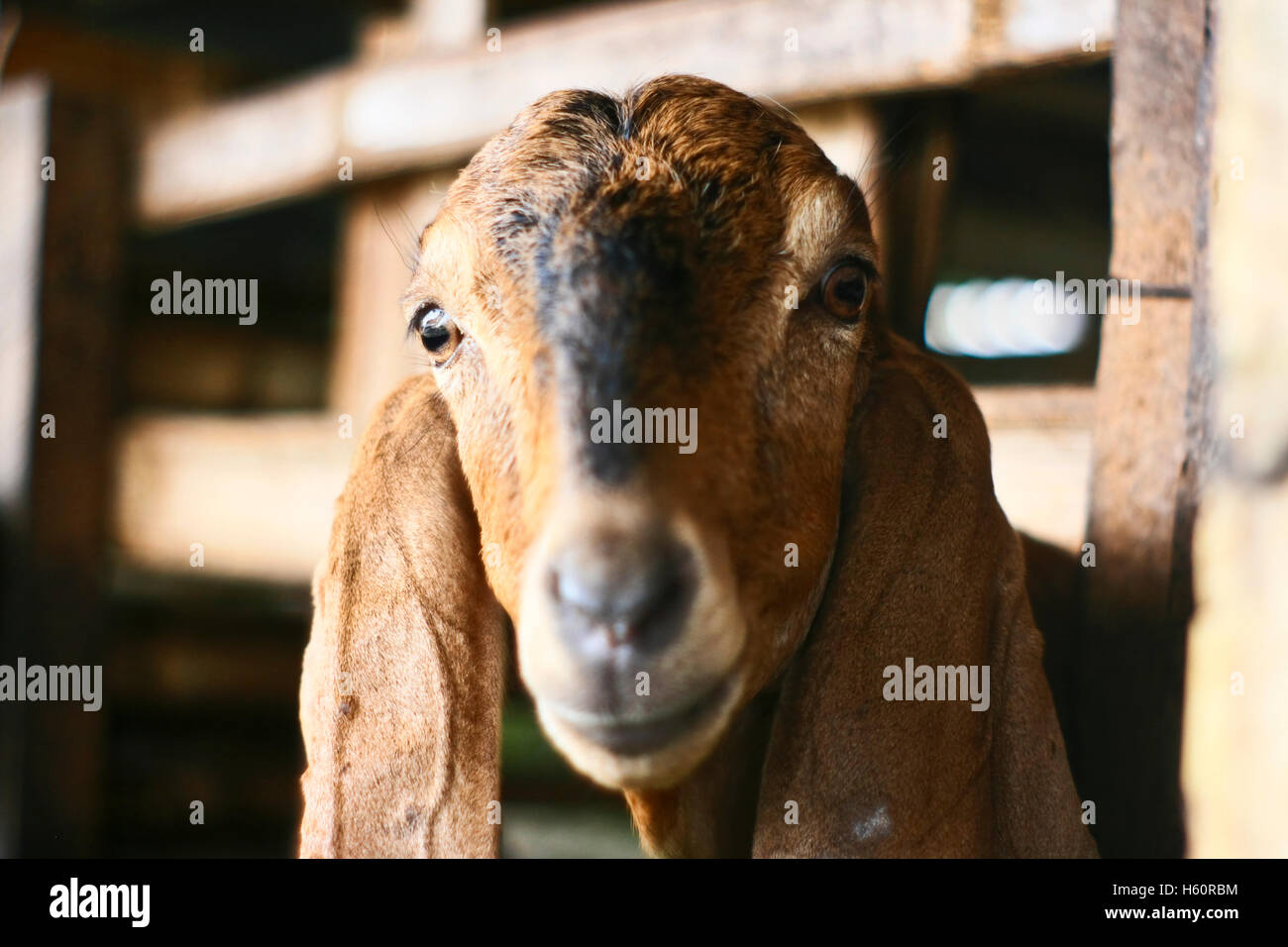Tête de chèvre dans la cage Banque D'Images