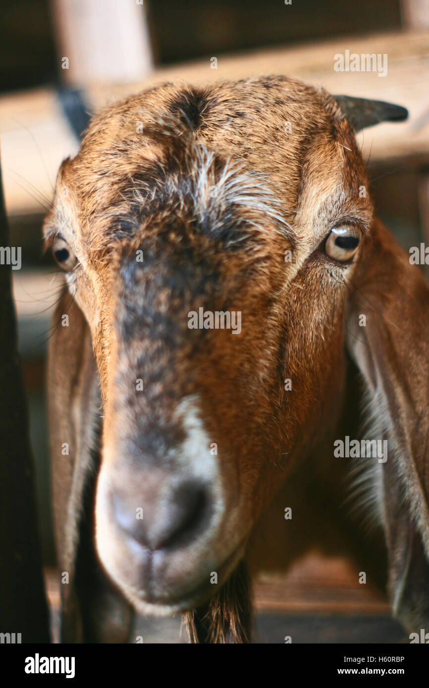 Tête de chèvre dans la cage Banque D'Images