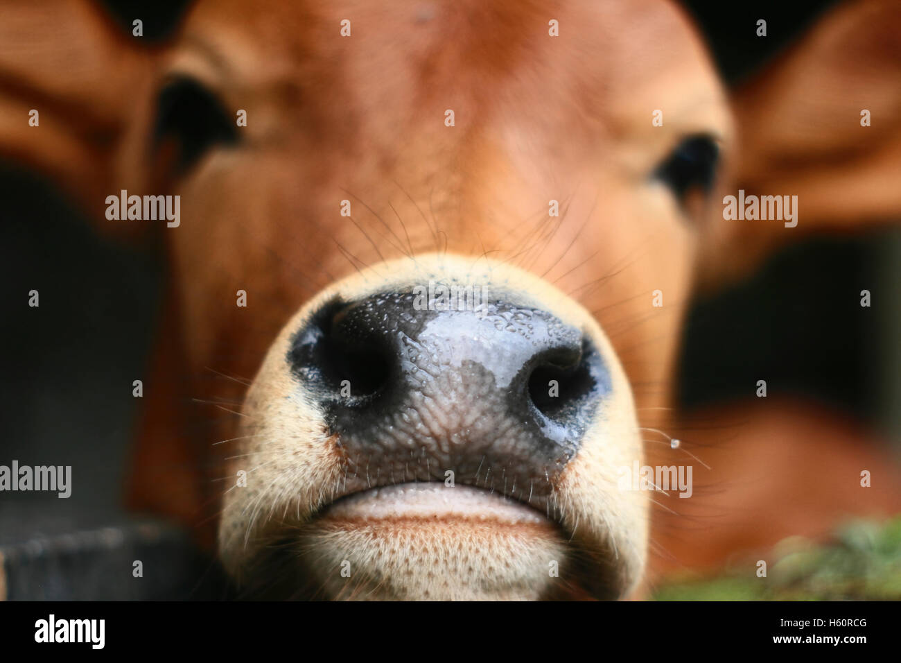 Close up cow head Banque D'Images