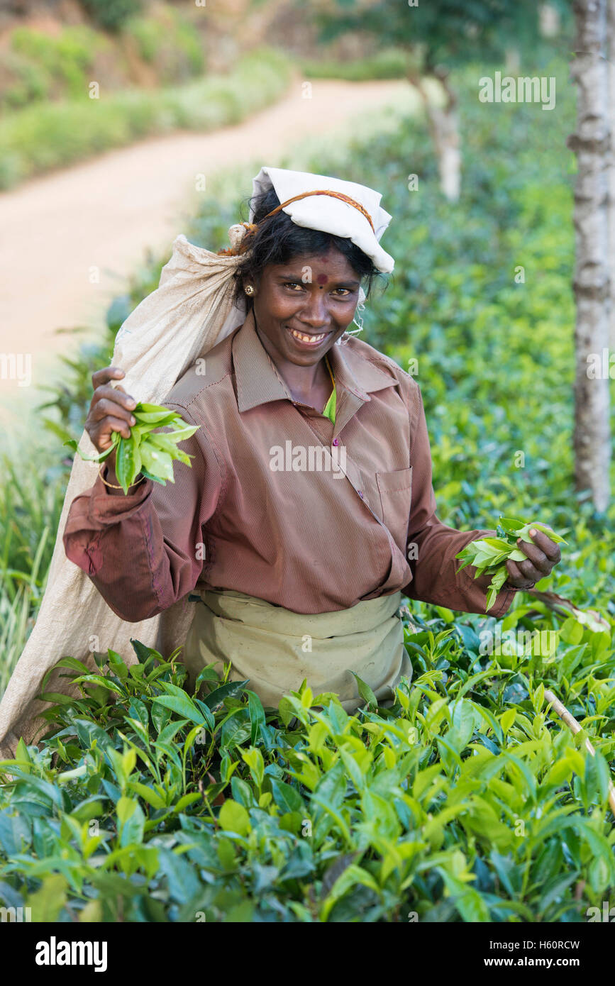 Tamil plateau picker au travail, Haputale, Sri Lanka Banque D'Images