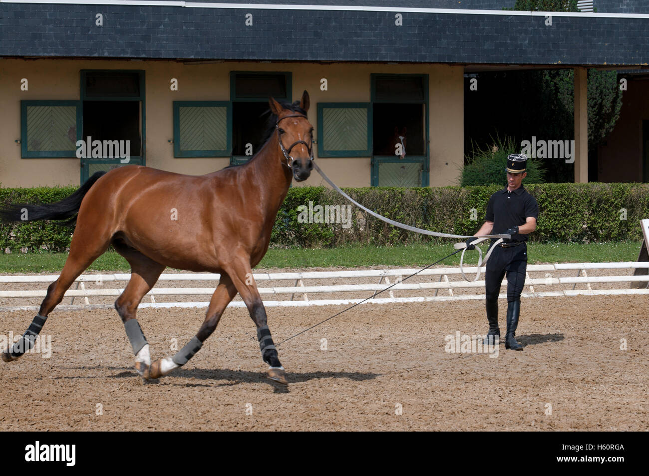 L'École nationale d'équitation horse à Saumur, qui est l'une des rares écoles d'équitation dans l'Europe, la vallée de la Loire, en France. Banque D'Images