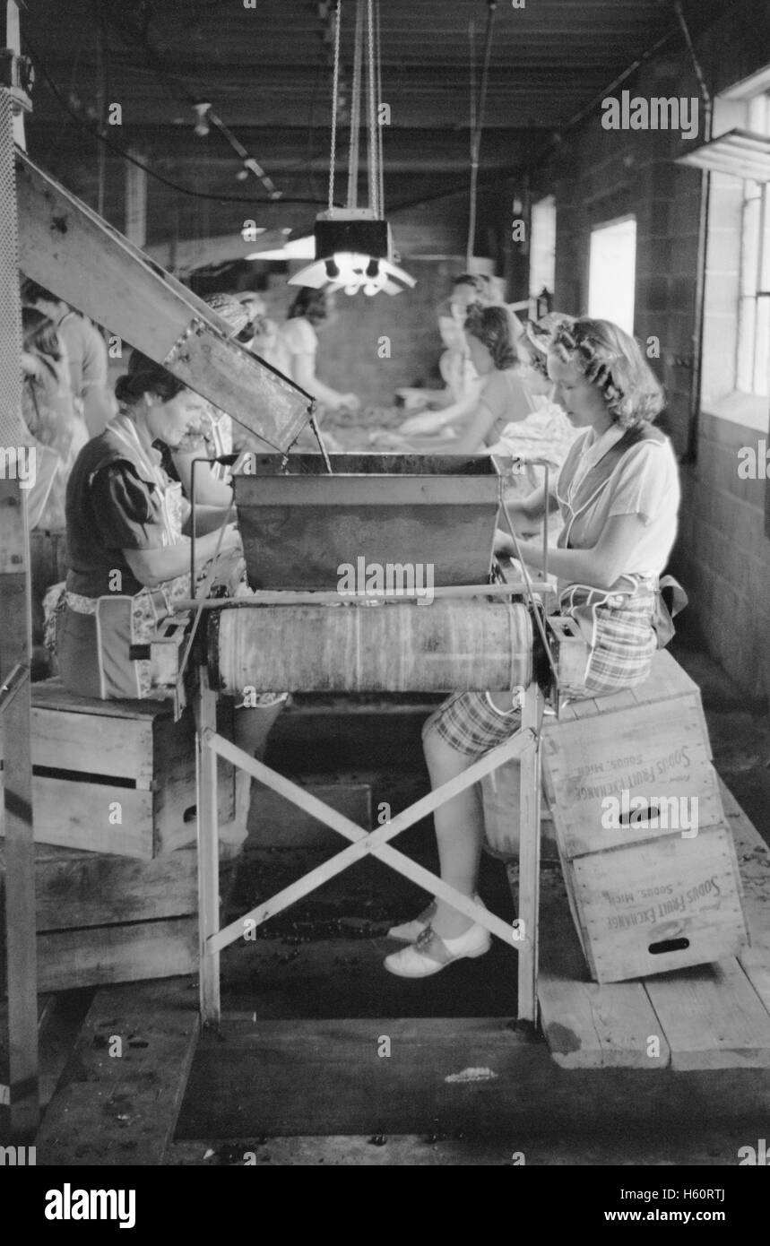 Les filles migrantes travaillant dans la mise en conserve de cerises, Berrien County, Michigan, USA, John Vachon pour la Farm Security Administration, Juillet 1940 Banque D'Images