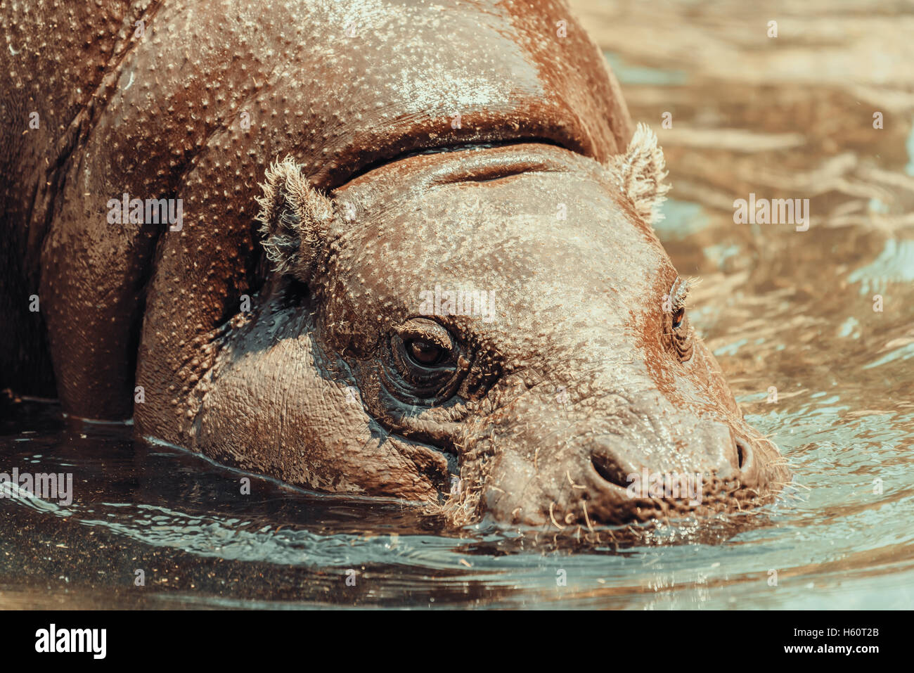 L'Hippopotame commun (Hippopotamus amphibius) en Afrique Banque D'Images