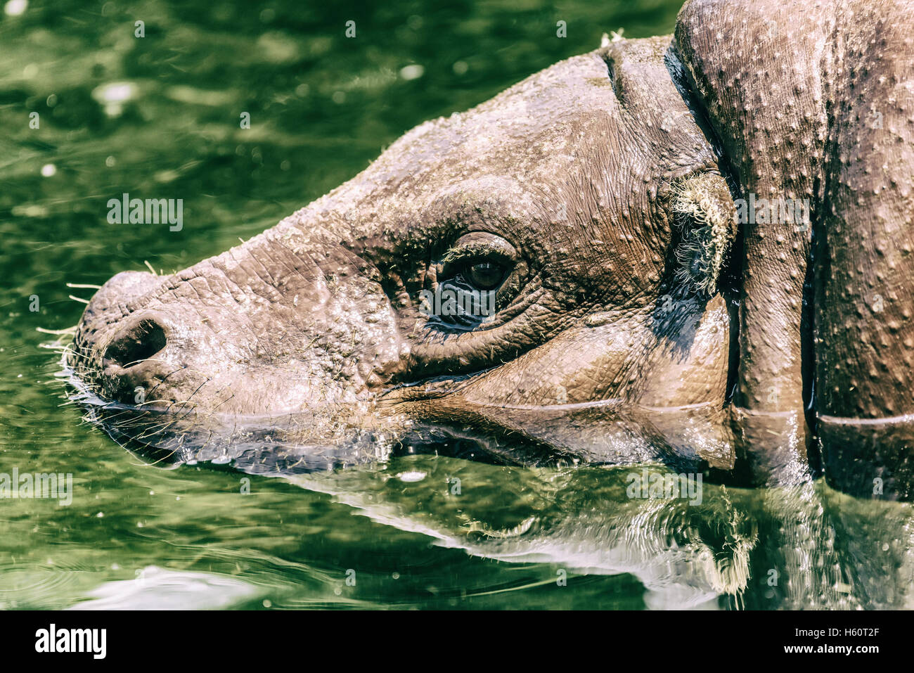 L'Hippopotame commun (Hippopotamus amphibius) en Afrique Banque D'Images