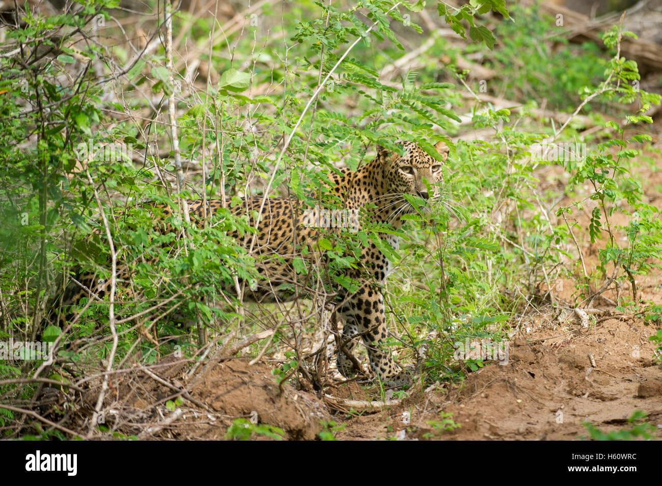 Leopard (Panthera pardus), le parc national de Yala, au Sri Lanka Banque D'Images