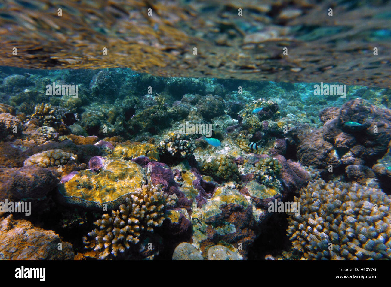Aitutaki. L'île de Cook. Polynésie française. Océan Pacifique Sud. À l'intérieur de l'eau dans le lagon d'Aitutaki (Croisière). Aussi, Aitutaki tradit Banque D'Images