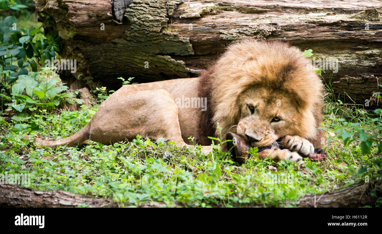 Close up horizontale d'un Lion d'Afrique. Banque D'Images