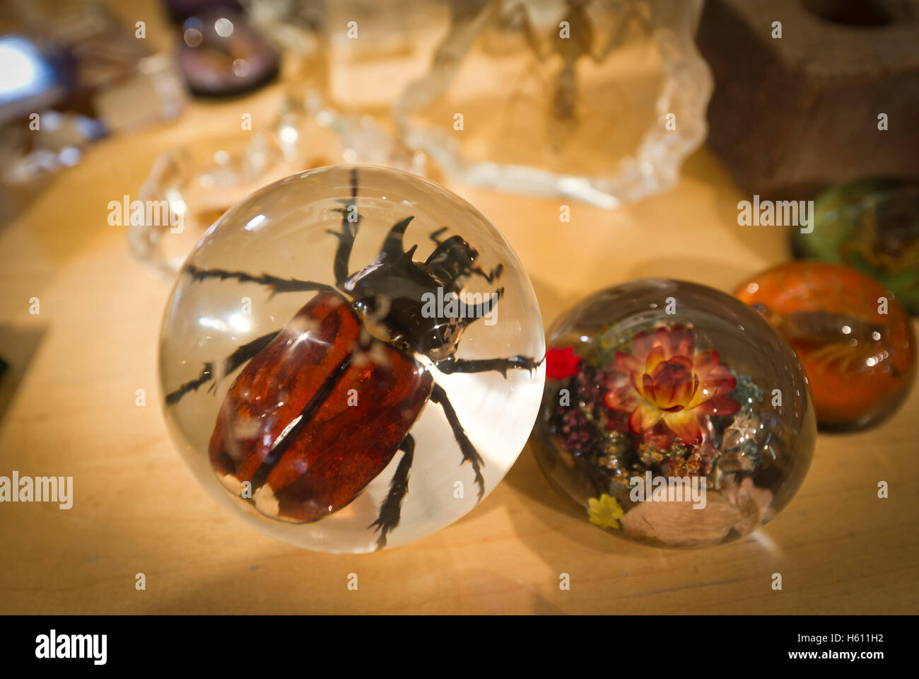 Souvenirs avec les insectes visés dans verre à Niagara Falls Butterfly  Conservatory store Photo Stock - Alamy