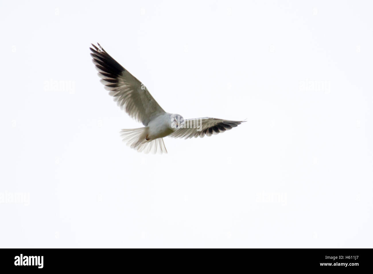 Elanus caeruleus Black-Shouldered Kite, cerf-volant à ailes noires ou, de chasse et de vol stationnaire, de l'Afrique Kenya Aberdare National Park Banque D'Images