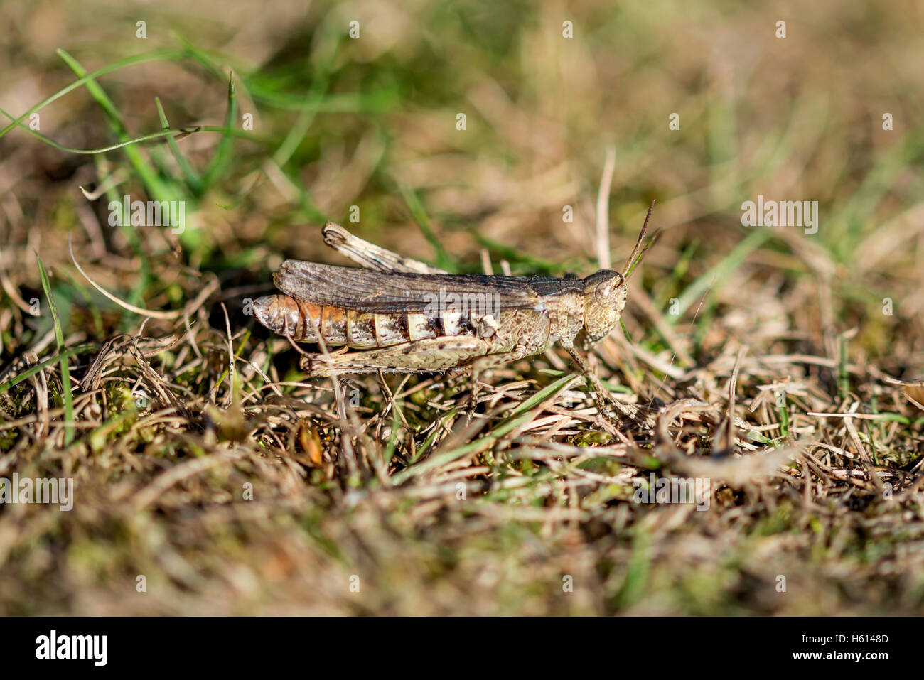 Sauterelle sur le terrain parfaitement camouflé dans certains de l'herbe sèche Banque D'Images