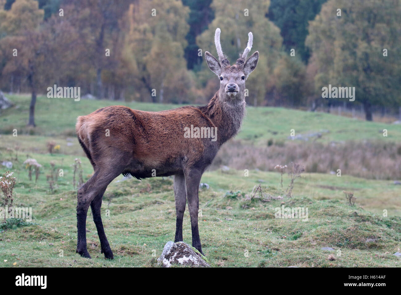 Red Deer (Cervus elaphus, homme célibataire sur herbe, Ecosse, Octobre 2016 Banque D'Images