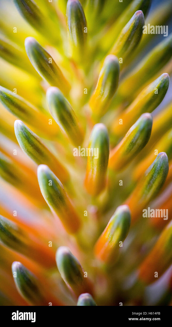 Plante exotique, Close-Up, Mexique Banque D'Images