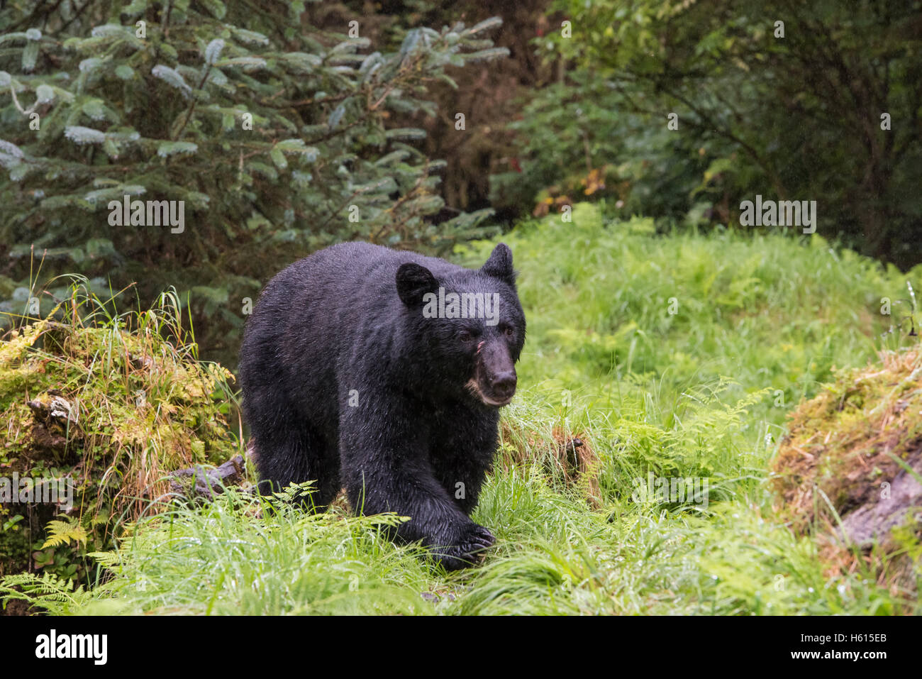 Balades en forêt de l'ours noir de l'ouverture. Banque D'Images