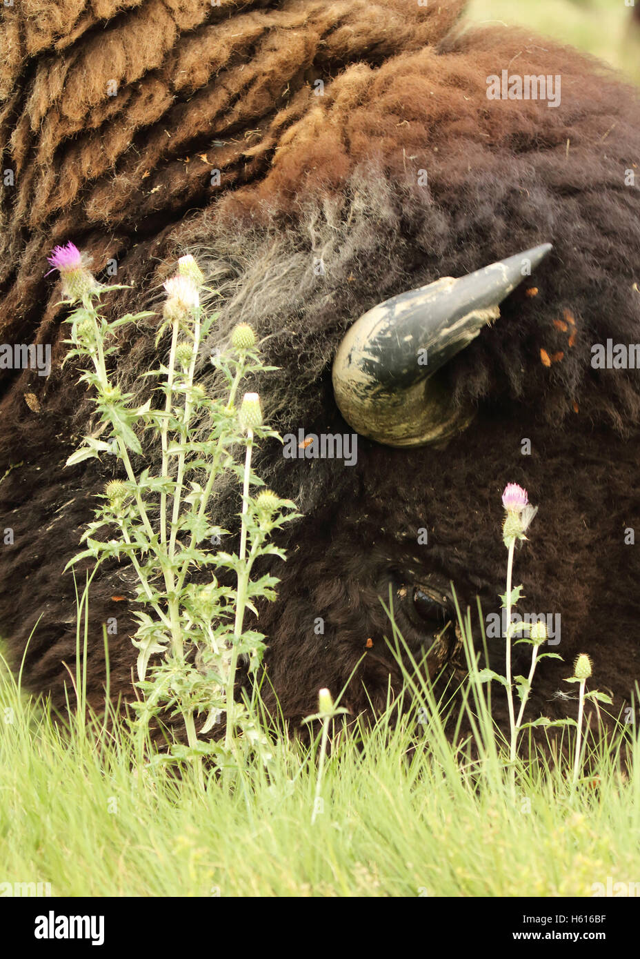 Un bison d'Amérique entre alimentation chardon pourpre. Banque D'Images