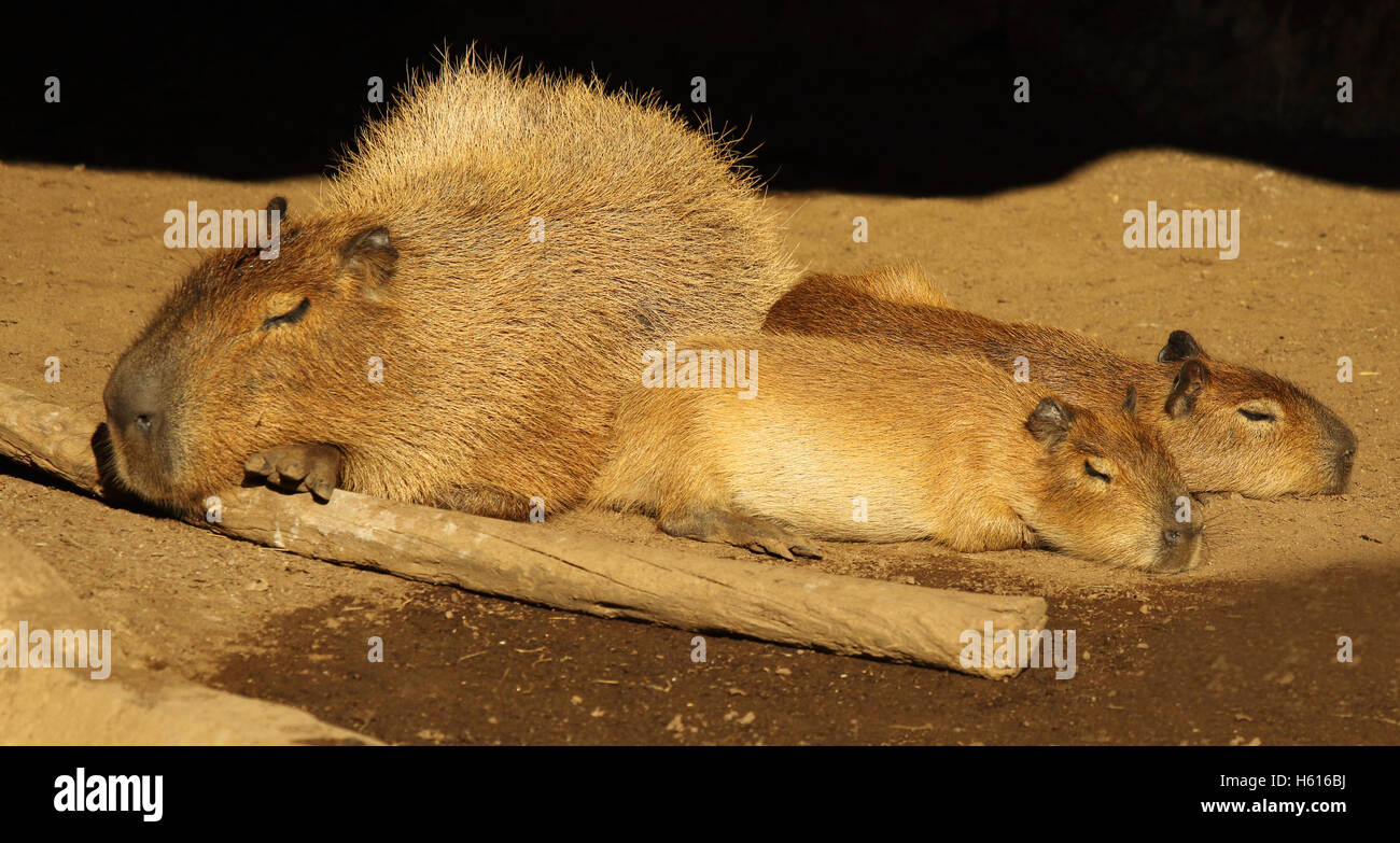 Une famille Capybara endormi sur le bord de la rivière. Banque D'Images