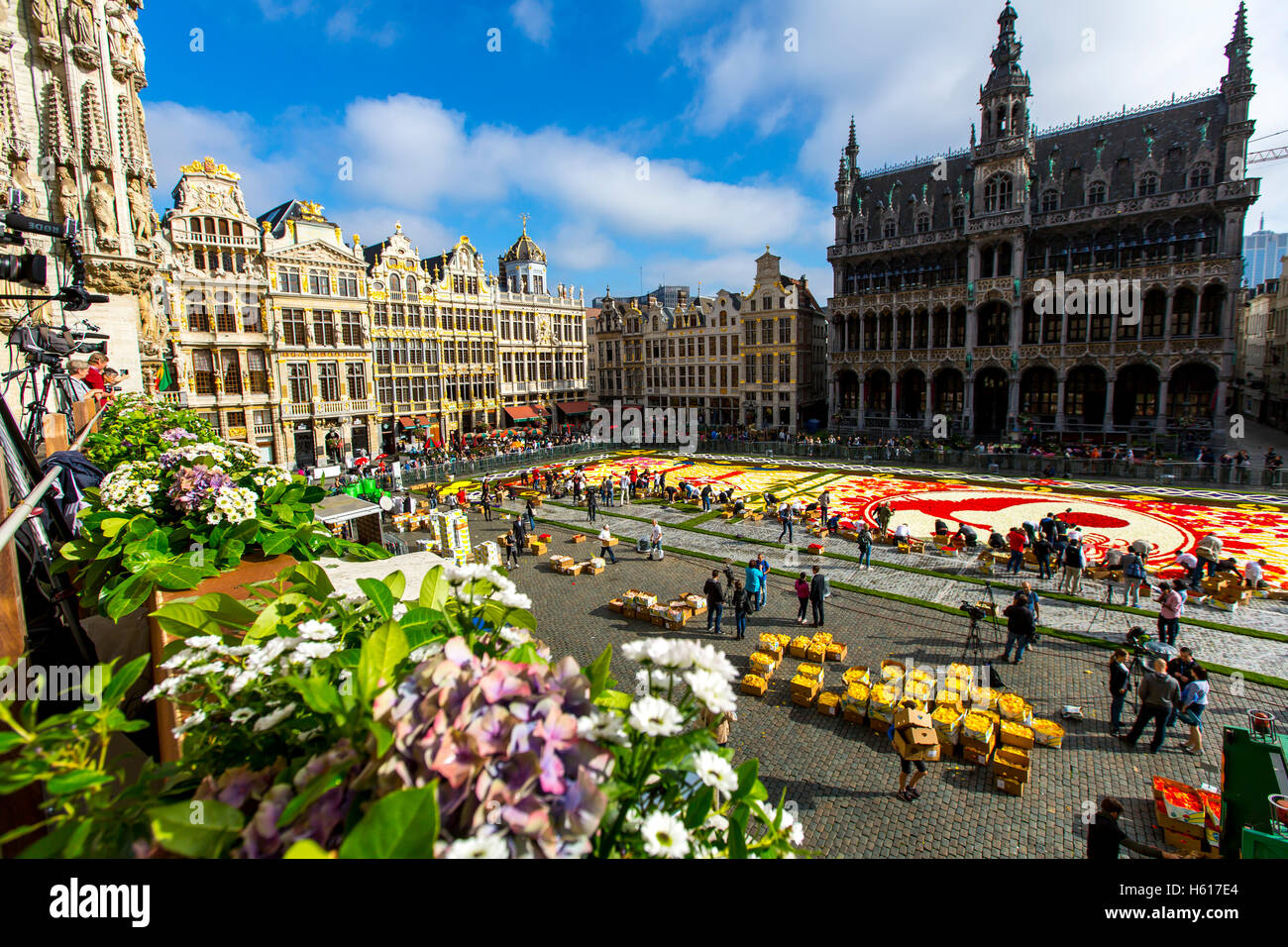 Tapis de Fleurs sur la Grand Place à Bruxelles, Belgique, plus de 600 000 fleurs, bégonias et dahlias, salon de 1800 mètres carrés Banque D'Images