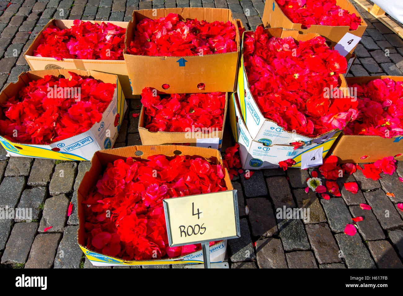 Fleurs, fleurs, pour le tapis de fleurs de la Grand Place à Bruxelles, Belgique, plus de salon de 1800 mètres carrés Banque D'Images