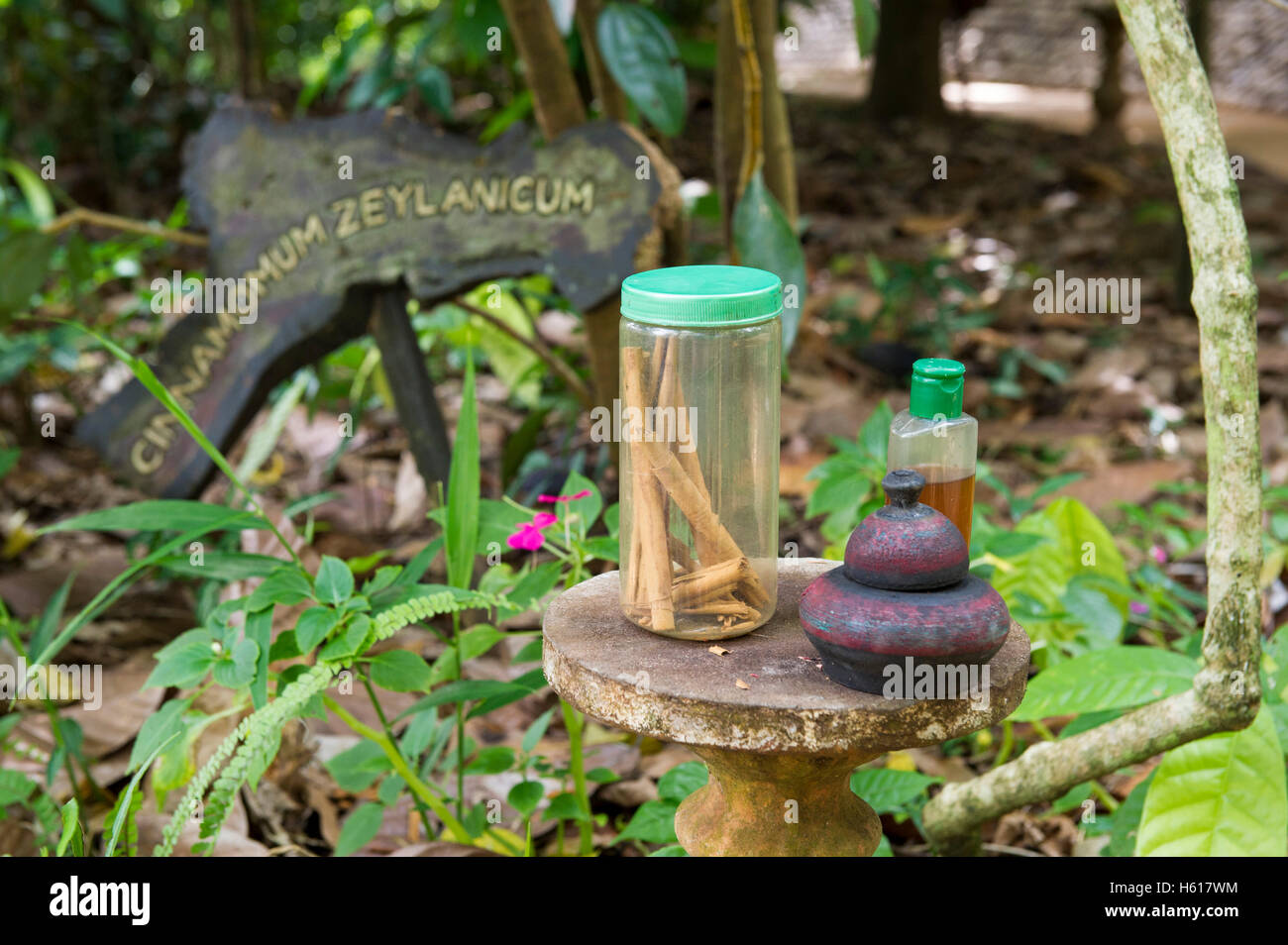 Les bâtons de cannelle, d'Épices jardin, Matale, Sri Lanka Banque D'Images