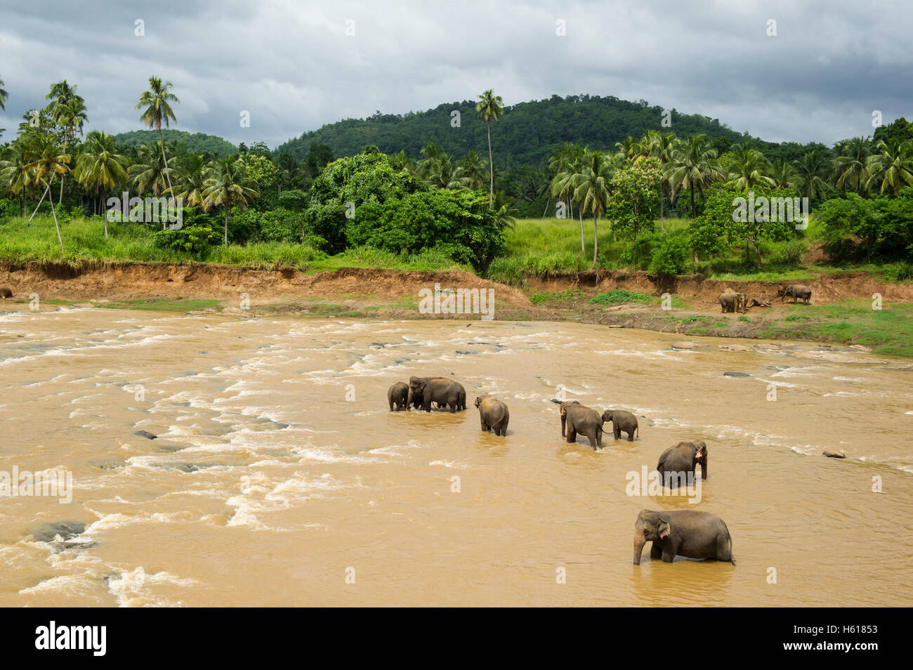 Les éléphants d'Asie dans la rivière, orphelinat Pinnawala Elephant, Sri Lanka Banque D'Images