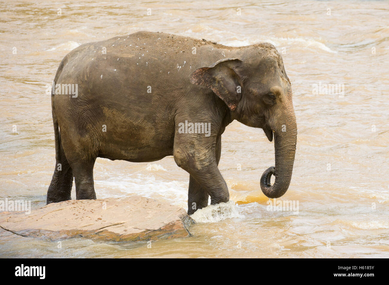 Dans la rivière de l'éléphant d'Asie, orphelinat Pinnawala Elephant, Sri Lanka Banque D'Images