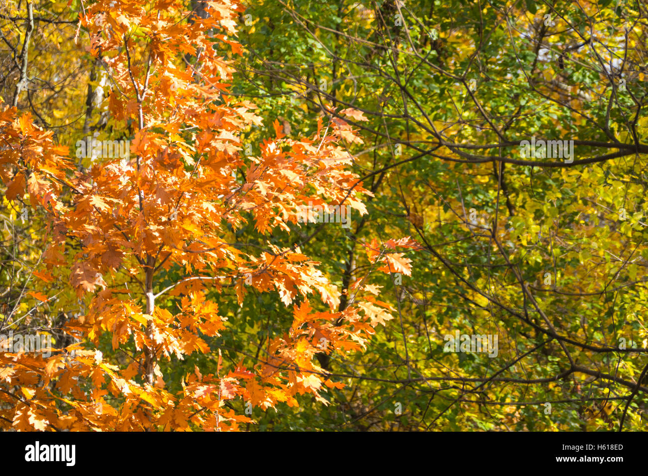 Arbre d'automne avec des feuilles jaunes sur fond vert. Banque D'Images