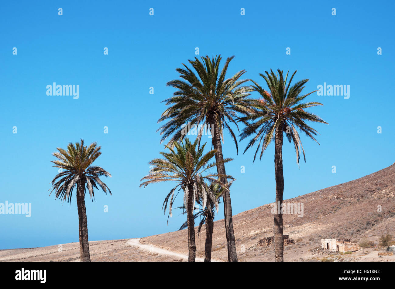 Fuerteventura, Îles Canaries, l'Afrique du Nord : voir le paysage désertique avec des palmiers, des maisons blanches et une terre à la recherche comme la planète de Mars Banque D'Images