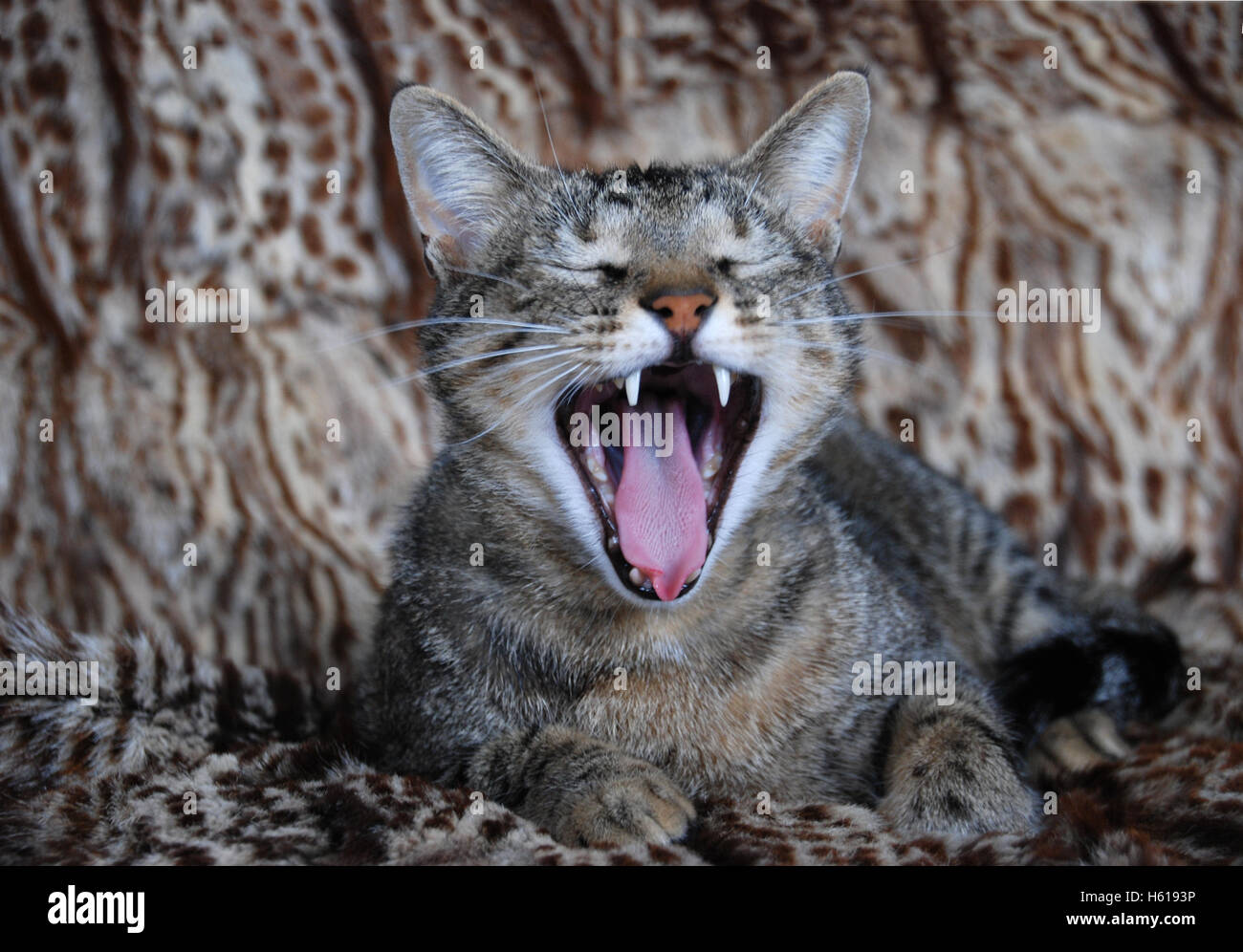 Jeune tomcat bâillant sur un kaross Banque D'Images