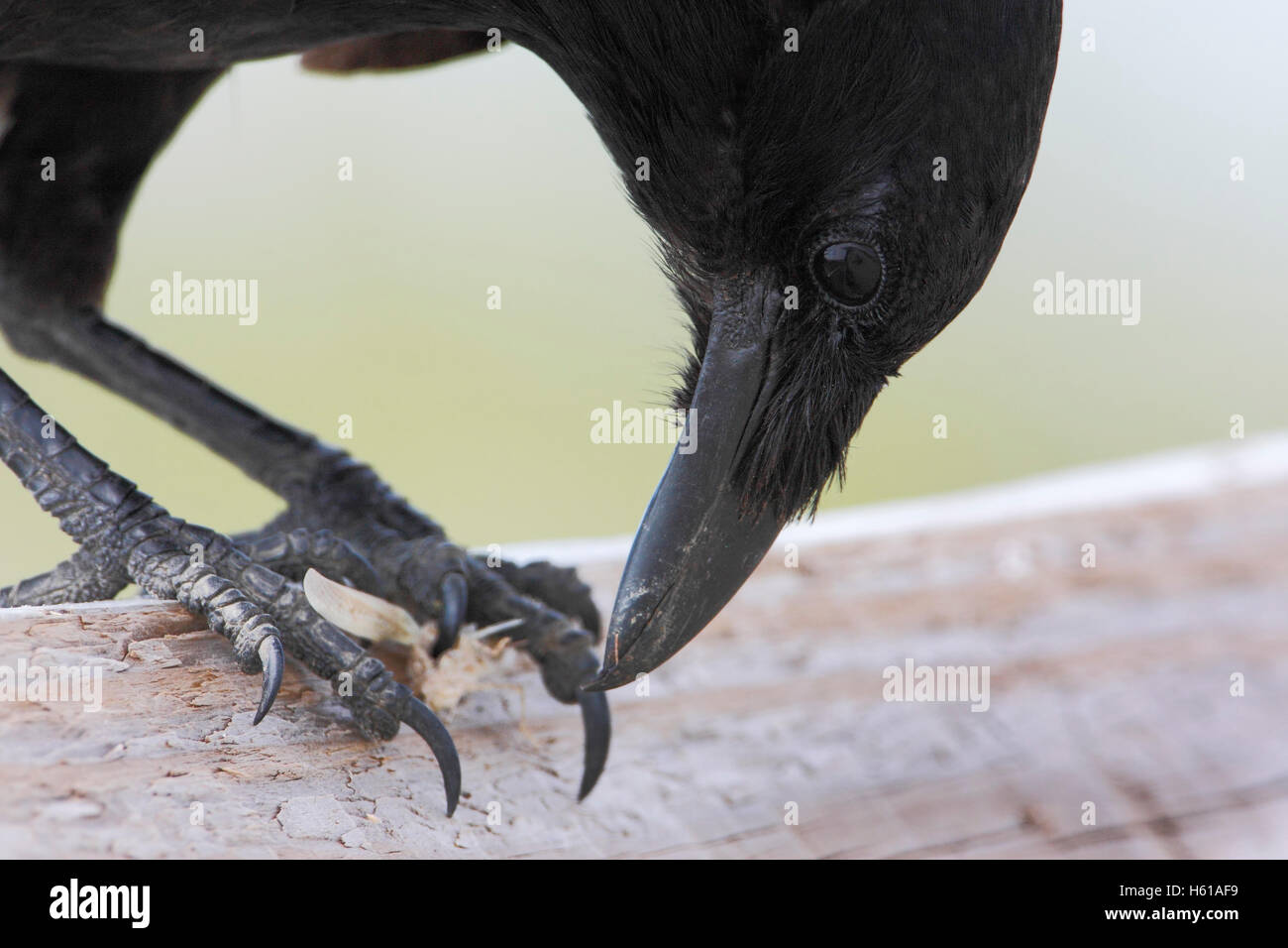 (Corvus Poisson) ossifragus avec de petites proies, Close up, parc d'état de Cape May, New Jersey, USA Banque D'Images